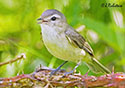 Vireo gilvus